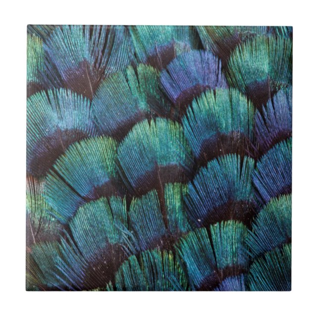 Blue-green pheasant feather design fliese (Vorderseite)
