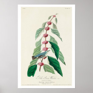 Blue-Green Warbler von Audubon Poster