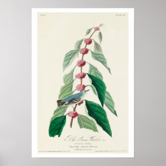 Blue-Green Warbler von Audubon Poster