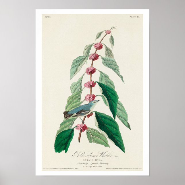 Blue-Green Warbler von Audubon Poster (Vorne)