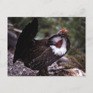 Blue Grouse Wildlife Series # 1 Postkarte