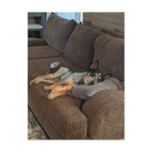 Blue Heeler Gewartet für Vater auf Come Zuhause