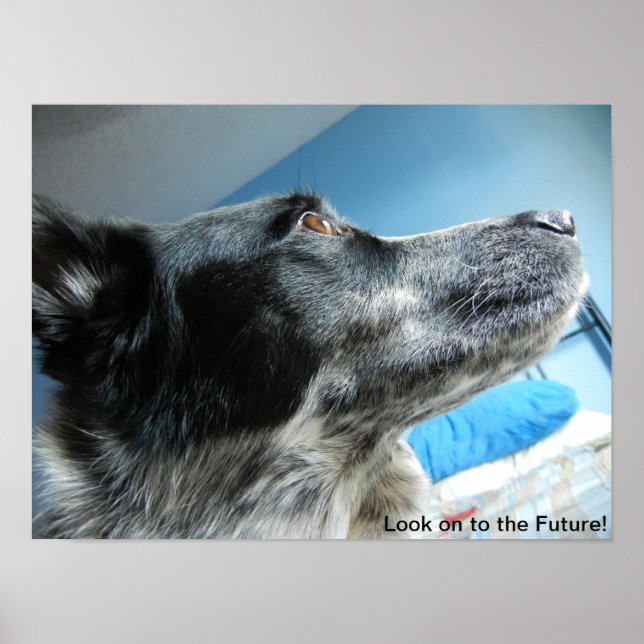 Blue Heeler Poster (Vorne)