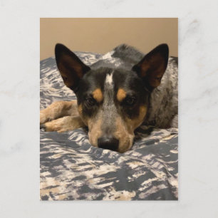 Blue Heeler Postkarte