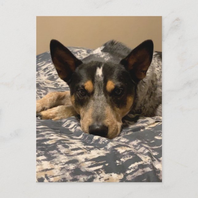 Blue Heeler Postkarte (Vorderseite)