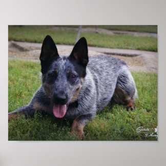 Blue Heeler Print Poster