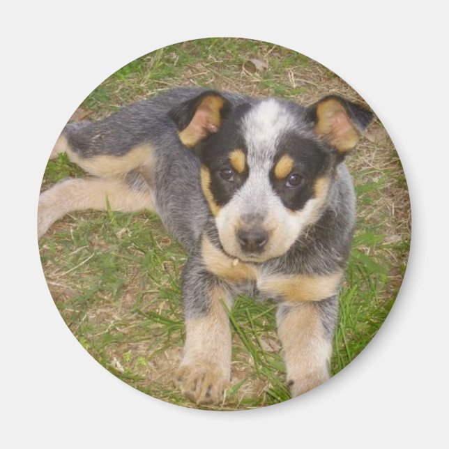Blue Heeler Puppy Magnet (Vorne)