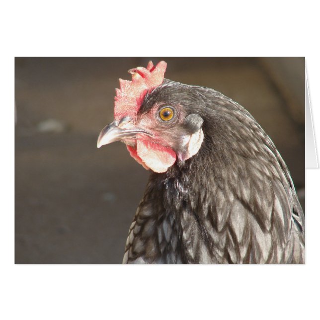 Blue Hen (Vorderseite (Horizontal))