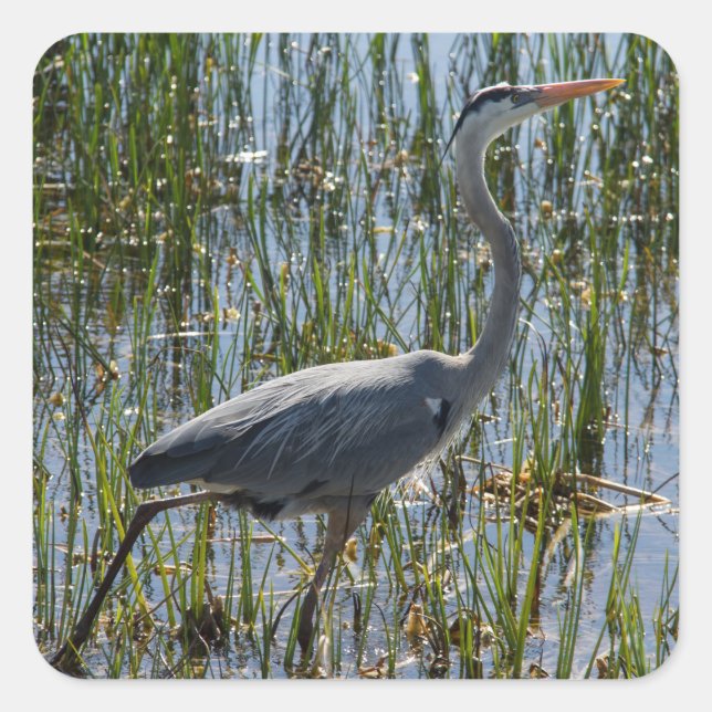 Blue Heron Bird Florida Wetlands Foto Quadratischer Aufkleber (Vorderseite)