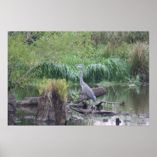 Blue Heron Canvas Print Poster