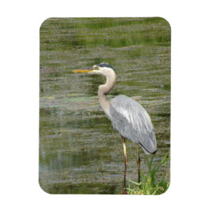 Blue Heron Flexible Foto Magnet