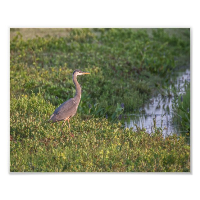 Blue Heron Fotodruck (Vorne)