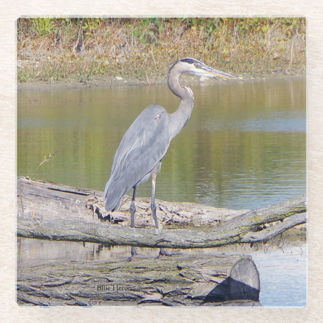 Blue Heron Glas Untersetzer (Vorderseite)