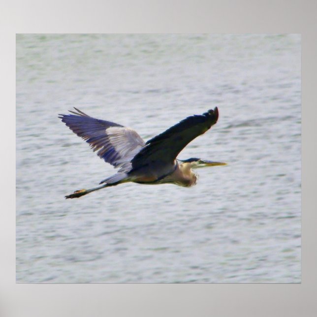 Blue Heron im Flugdruck Poster (Vorne)