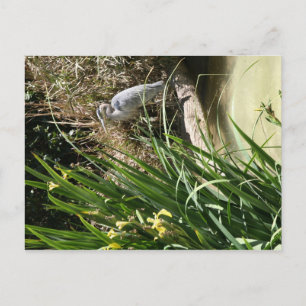 Blue Heron im Zoo von San Diego Postkarte