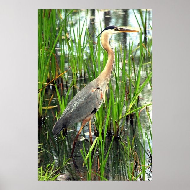 Blue Heron in the Reeds Poster (Vorne)