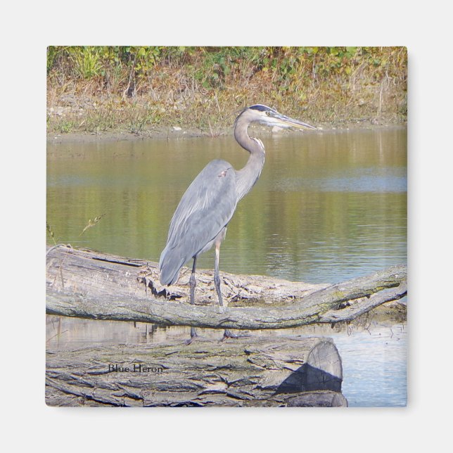 Blue Heron-Magnet Magnet (Vorne)