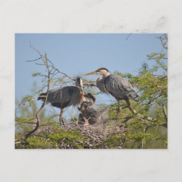 Blue Heron Nest Foto Postcard Postkarte