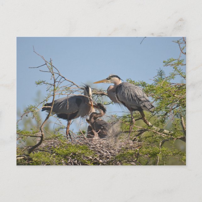 Blue Heron Nest Foto Postcard Postkarte (Vorderseite)