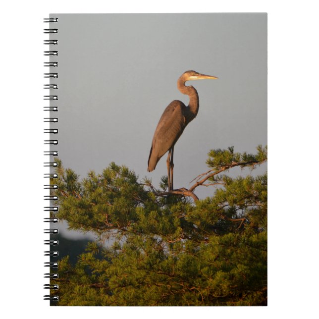 Blue Heron on Tree Oben Notizblock (Vorderseite)
