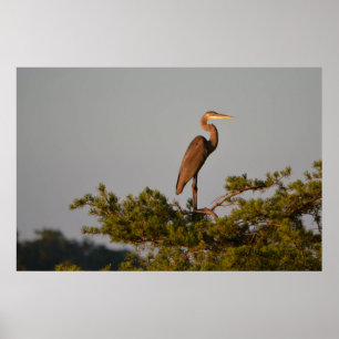 Blue Heron on Tree Oben Poster