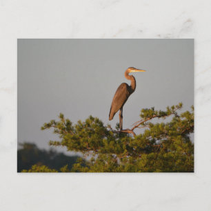 Blue Heron on Tree Oben Postkarte