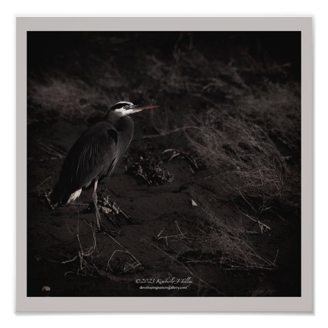 Blue Heron P2391 Fotodruck (Vorne)