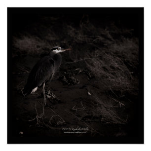 Blue Heron P2391 Poster