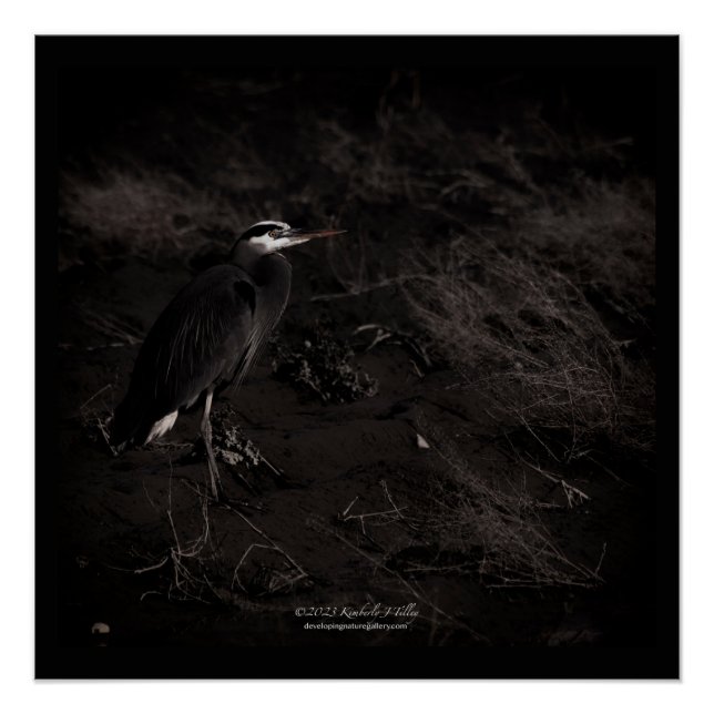 Blue Heron P2391 Poster (Vorderseite)