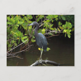 Blue Heron Postcard Postkarte