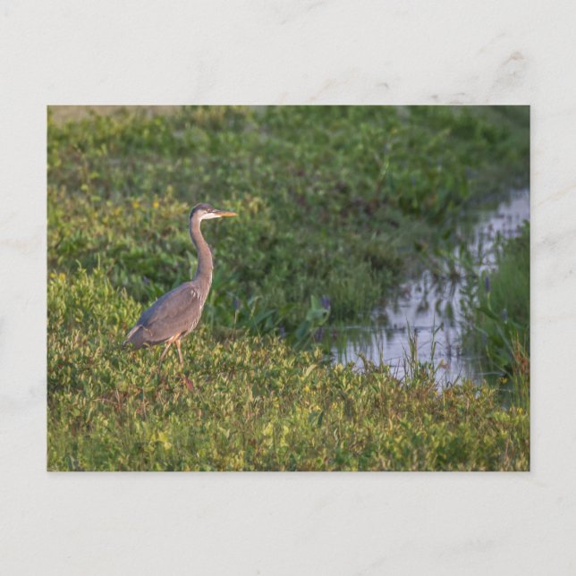 Blue Heron Postcard Postkarte (Vorderseite)