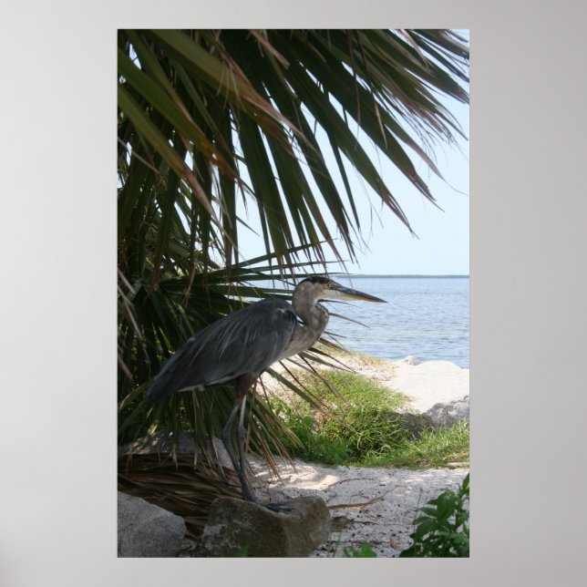 Blue Heron Poster (Vorne)