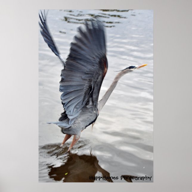 Blue Heron Poster (Vorne)