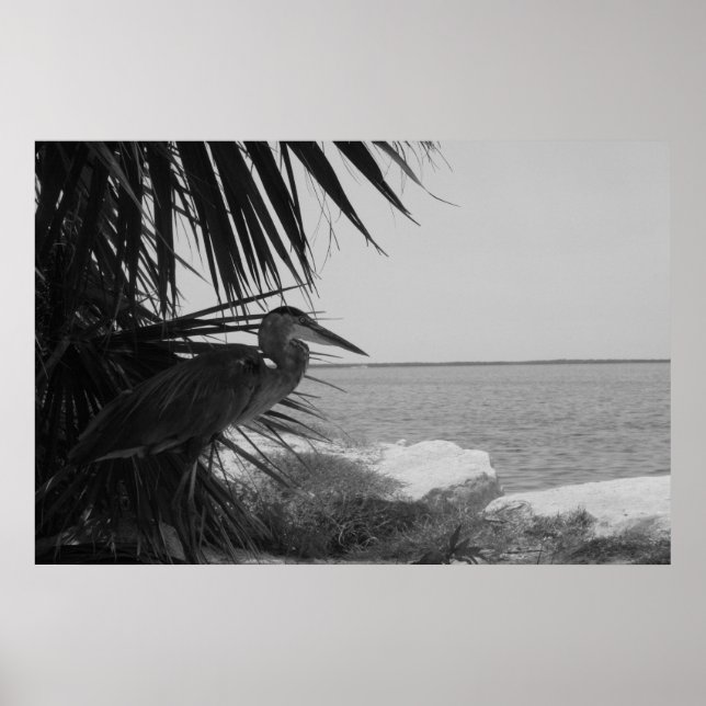 Blue Heron Poster (Vorne)