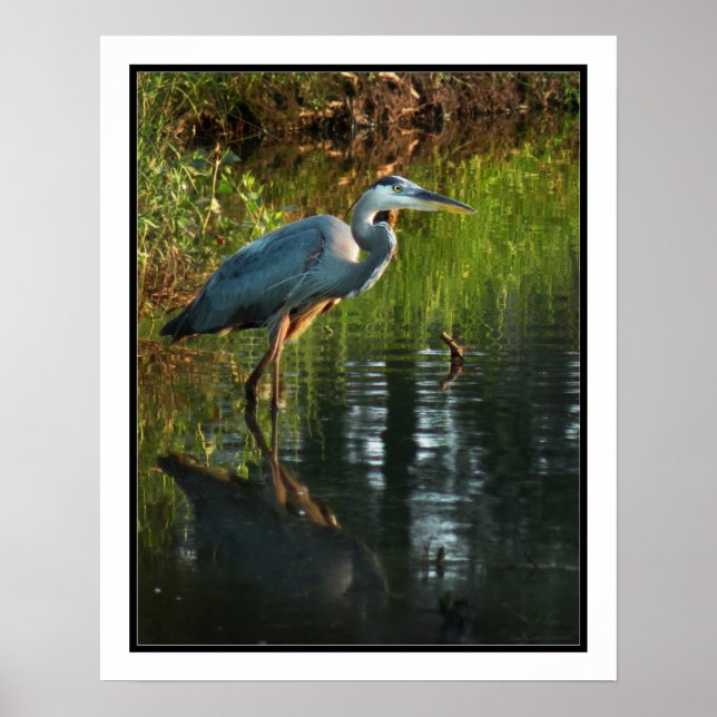 Blue Heron Poster Print (Vorne)