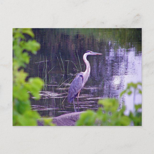 Blue Heron Postkarte (Vorderseite)