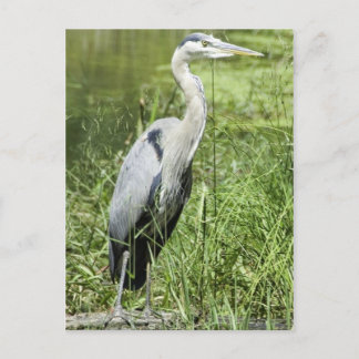 Blue Heron Postkarte