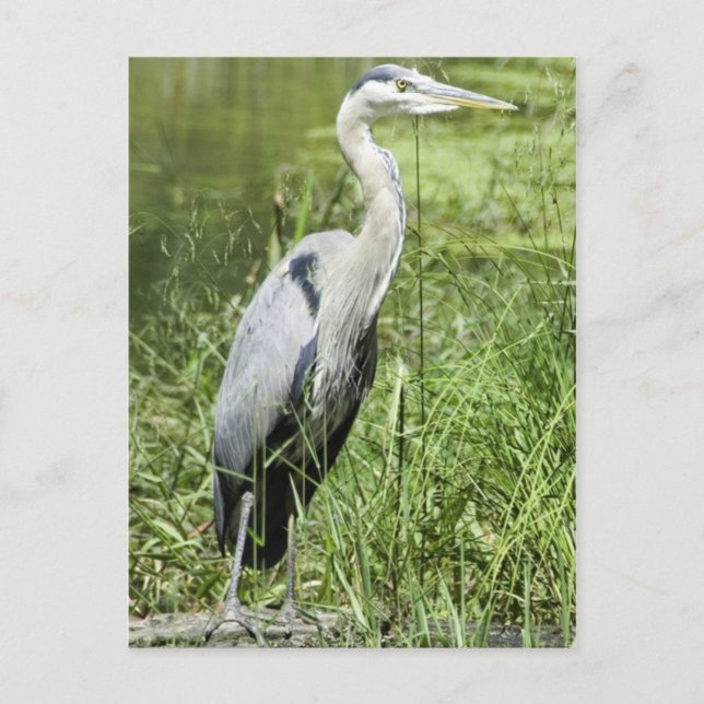 Blue Heron Postkarte (Vorderseite)