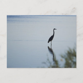 Blue Heron Postkarte