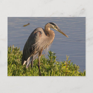 Blue Heron Postkarte