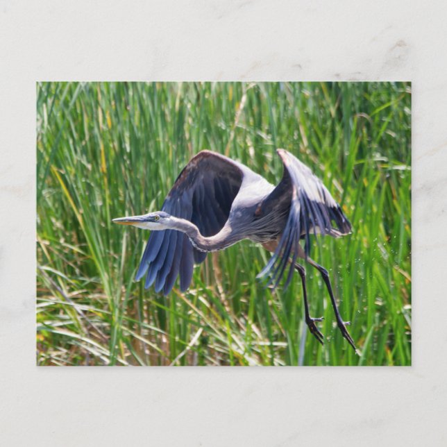 Blue Heron startet Postkarte (Vorderseite)
