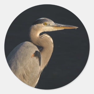 Blue Heron Sticker
