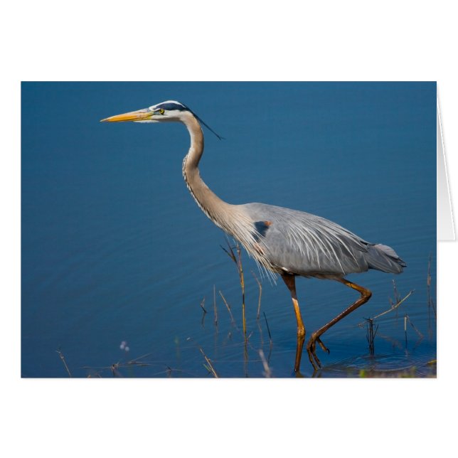 Blue Heron Wading Card (Vorderseite (Horizontal))