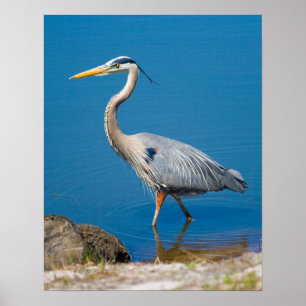 Blue Heron Wading Poster