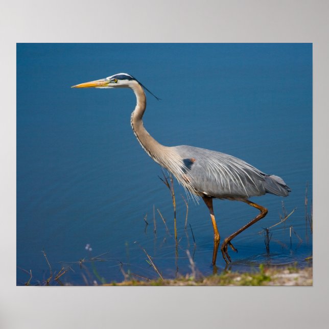Blue Heron Wading Poster (Vorne)