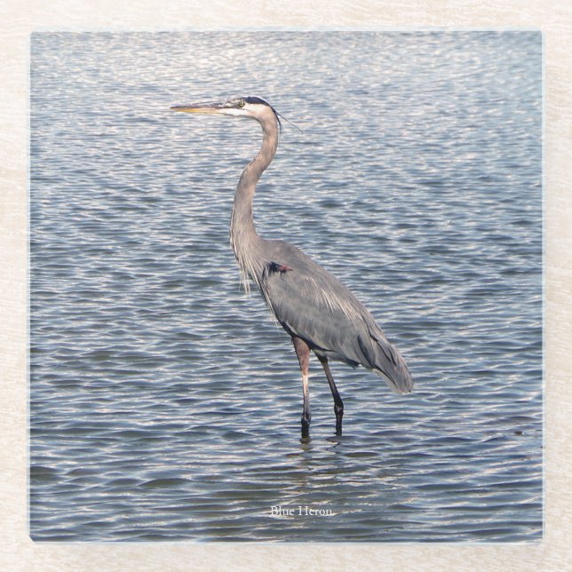 Blue Heron Water Untersetzer (Vorderseite)