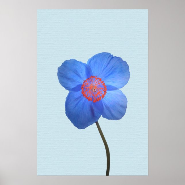 Blue Himalayan Poppy Blume Poster Print (Vorne)
