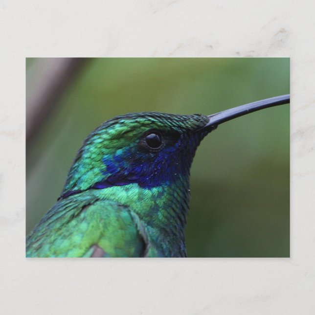 Blue Humming Bird Postcard Postkarte (Vorderseite)