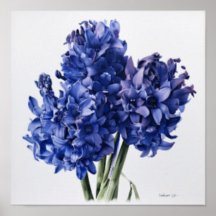 Blue Hyacinth Blume Art Print Poster