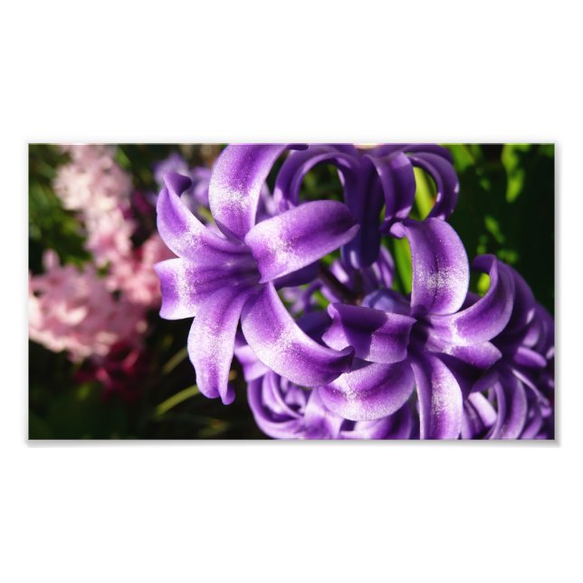 Blue Hyacinth I Spring Floral Fotodruck (Vorne)